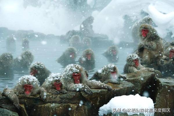 日本富士山猴子泡温泉,日本雪猴公园
