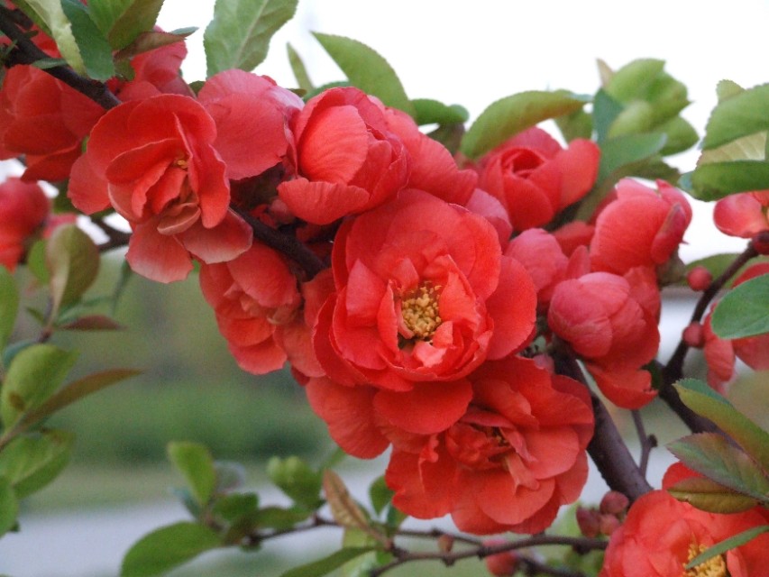 红肥绿富竞芳菲，海棠花开正当时。,咏海棠花/文