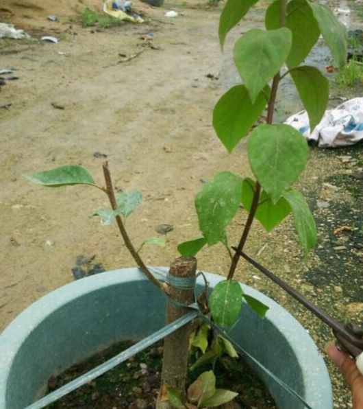 三角梅冻伤怎么弄,三角梅在多少温度才会爆花