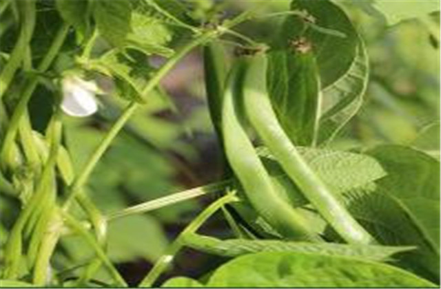 成武县芸豆,成武县白浮镇芸豆几月份成熟