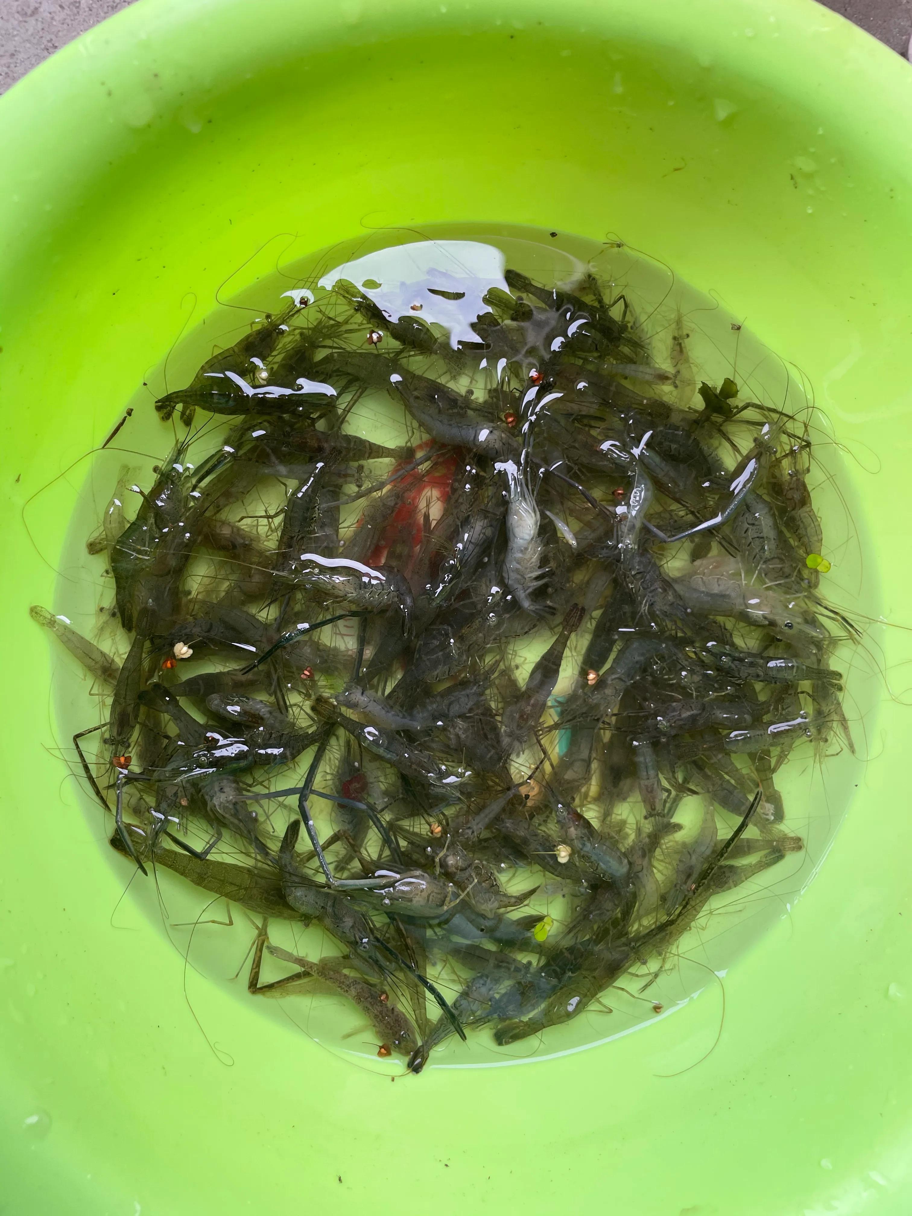 家乡门前的田野,家乡门前的一条河