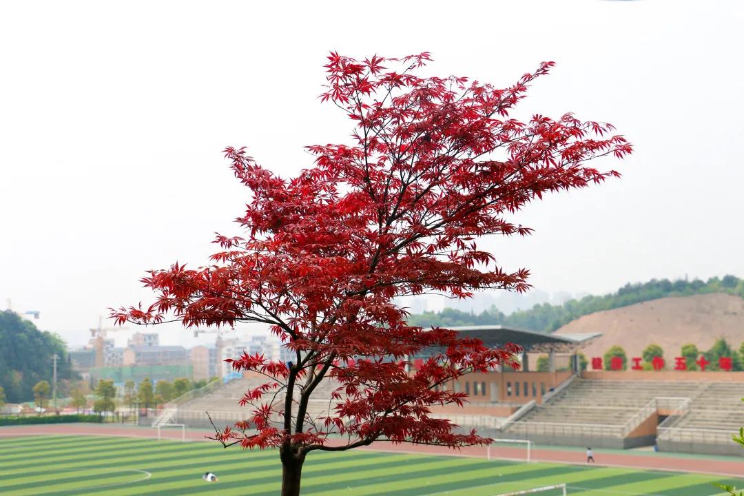 2024湖南商务职业技术学院,湖南商务职业技术学院2024简章