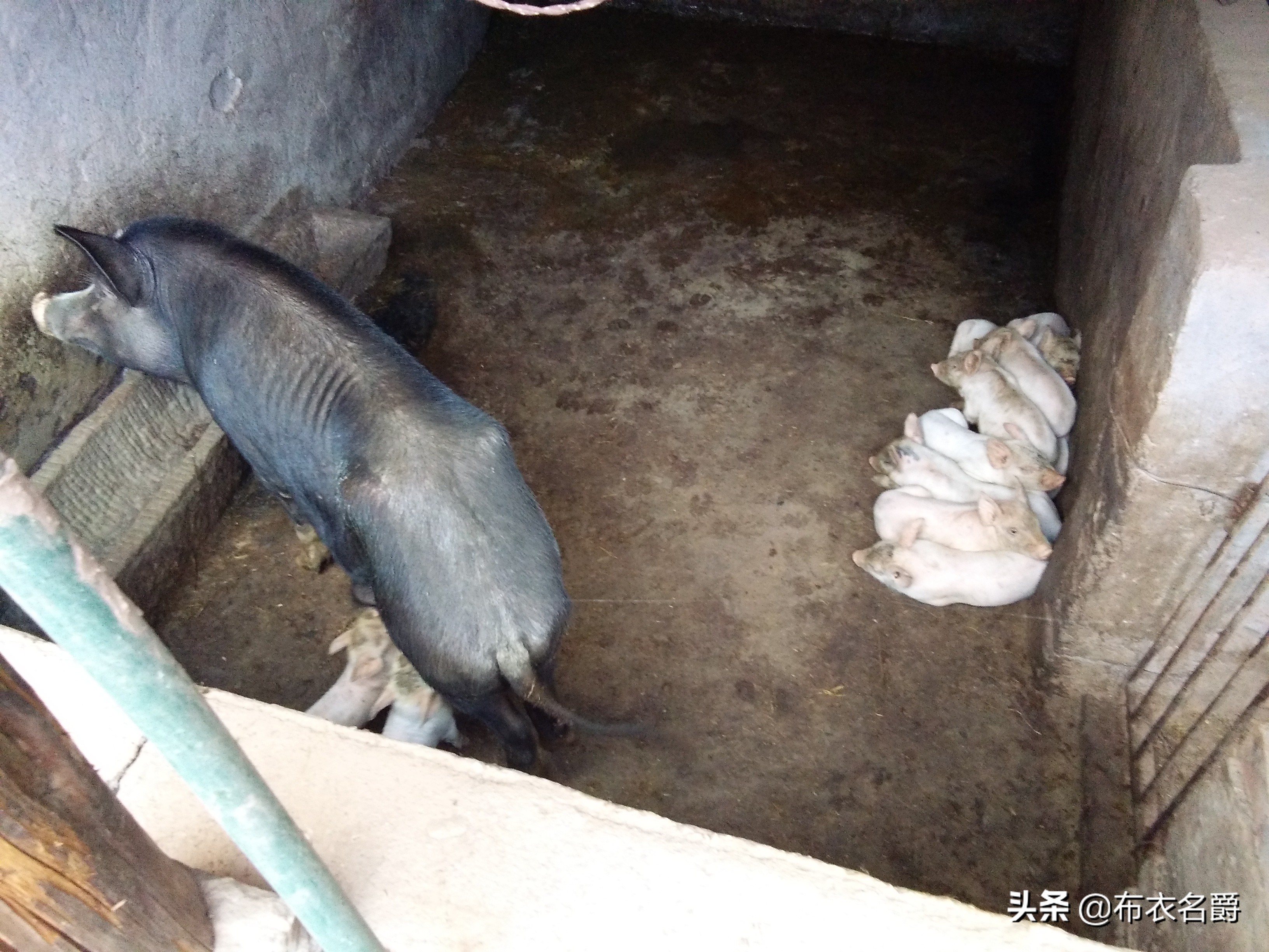 兽医宝典:能繁母猪产科疾病防治实践经验推广