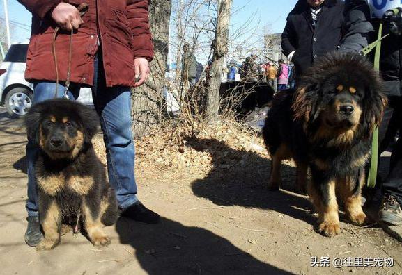 四眼柴犬被误以为是土狗,被人说四眼狗怎么办