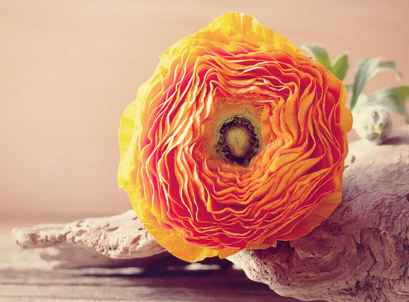 世界上最珍贵的十种玫瑰,西式婚礼用什么样鲜花