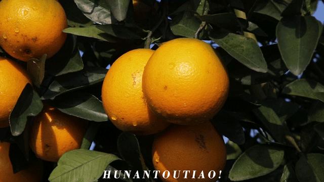 超爽福利暴击！高山神秘“金疙瘩”,甜蜜你的冬天