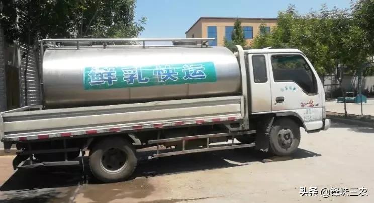 探秘山东最大羊奶厂！羊奶到底有没有膻味？