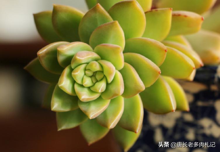 多肉秋丽和雪莲的区别,多肉黄丽和白牡丹区别