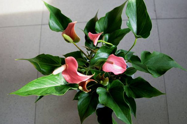 粉掌的花怎么养用不用老浇水,粉掌长不高怎么回事