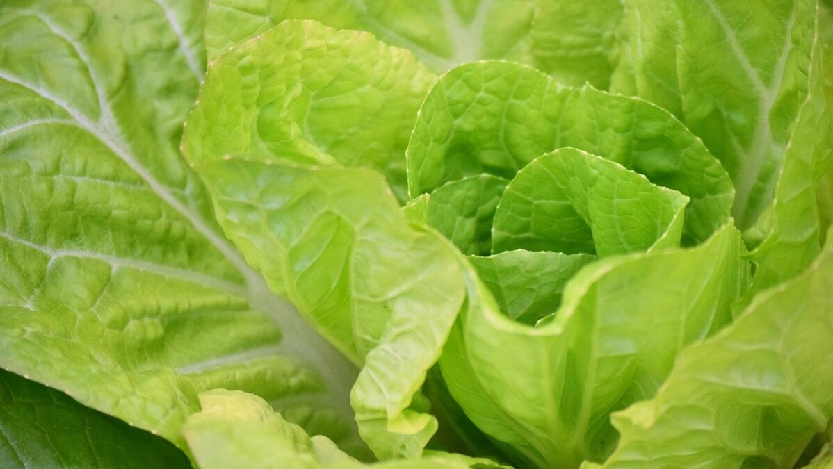 大基础低脂减肥餐菜谱,吃着就能瘦的减肥食谱