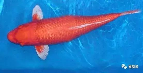 閴磋祻閿﹂菠,閴磋祻閿﹂菠鏁欏