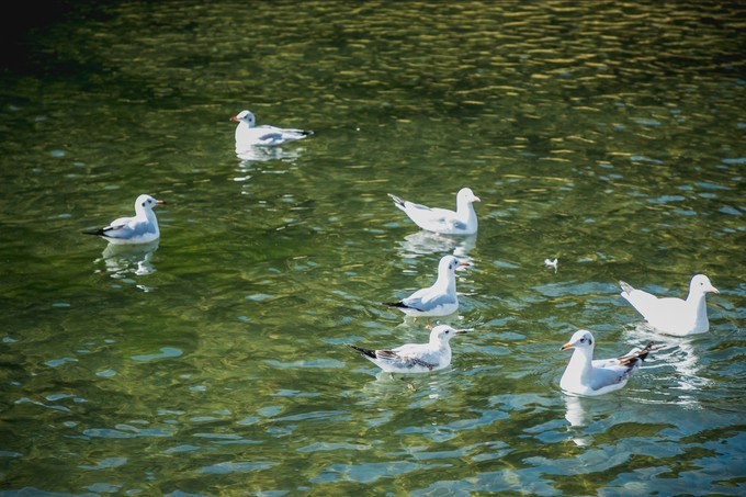 消失的地平线上的“香巴拉”和“女儿国”（二）
