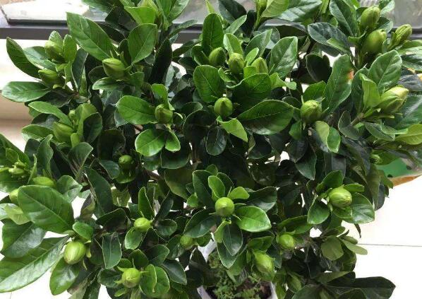 栀子花怎么养不黄叶叶子绿油油,栀子花黄叶的原因及处理方法图片