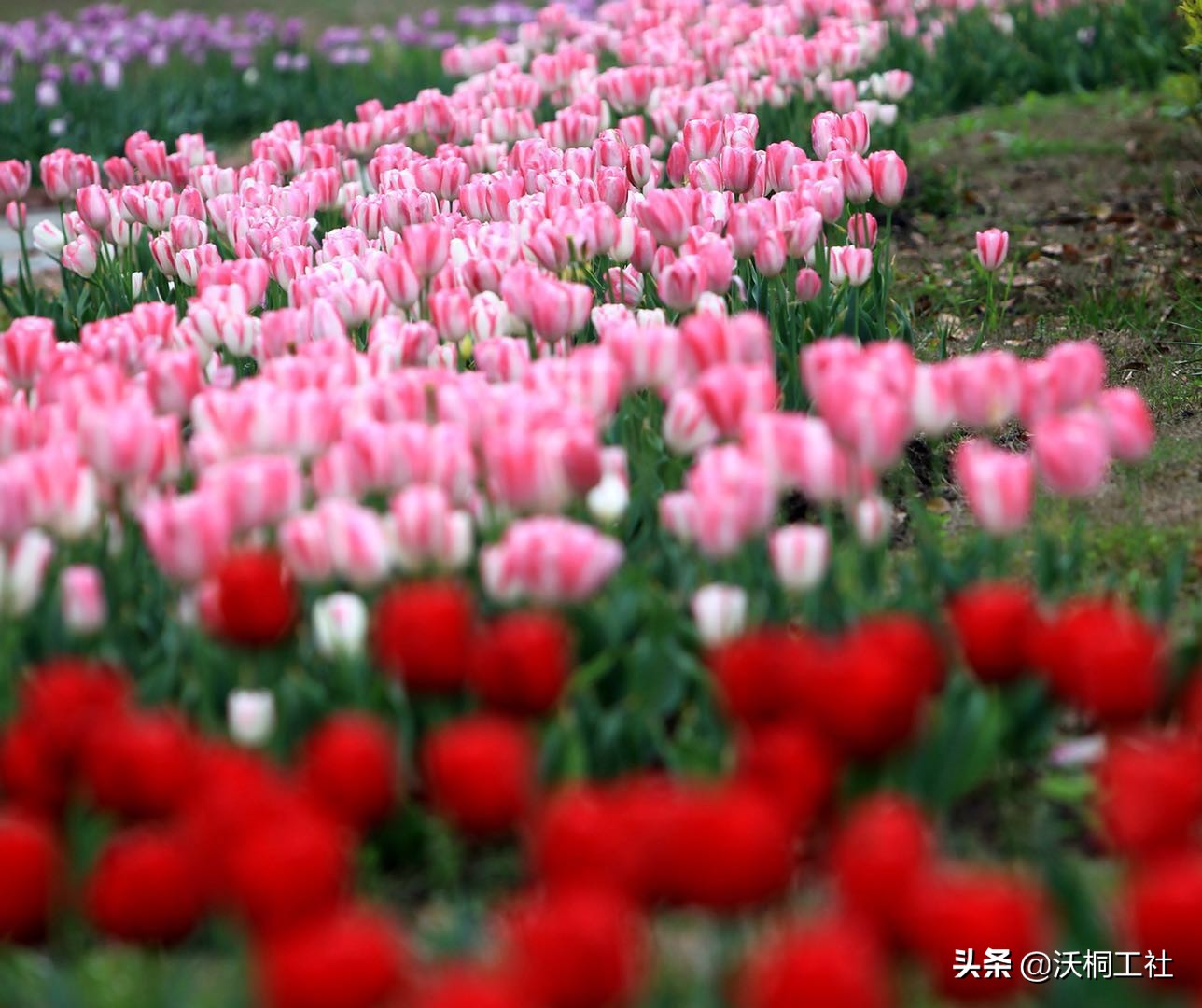 二十四节气花与诗感悟,二十四节气里的梅花诗句
