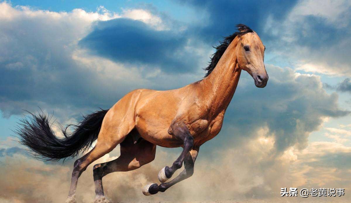 成语飞黄腾达大家都会用,飞黄腾达飞黄是什么意思