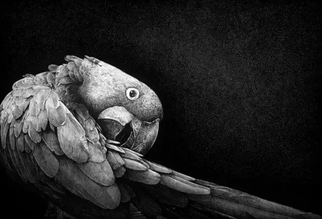 小央美钢笔画视频,极品五大钢笔画简直美爆