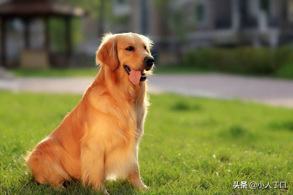 科普30种比较出名的宠物狗,公认最好养的十种宠物狗