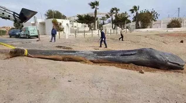 化妆品里竟然含有塑料？