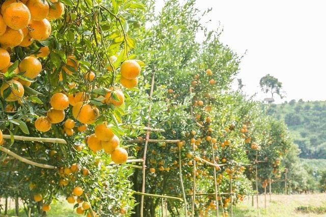 雨季柑橘怎样防治病虫害,柑橘春季病虫害防治方法