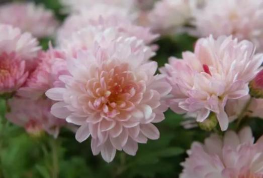 菊花花卉欣赏,菊花类的花好养