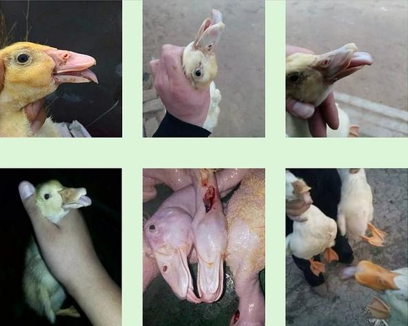 鸭鹅大舌头病是哪些原因导致,有哪些症状?怎么治疗