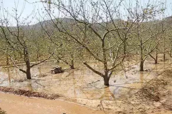 七项技术措施帮助果树安全过冬,果树过冬的正确方法