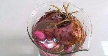 养花指南香水百合,香水百合怎么养花不容易枯萎