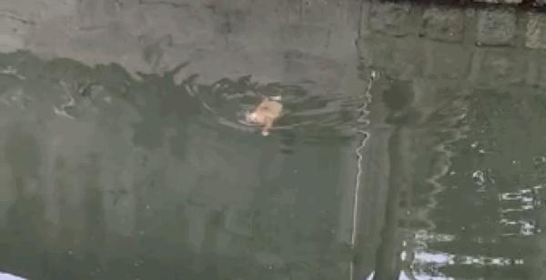 好心人救助落水狗有爱心,好心人救出几只被困小狗