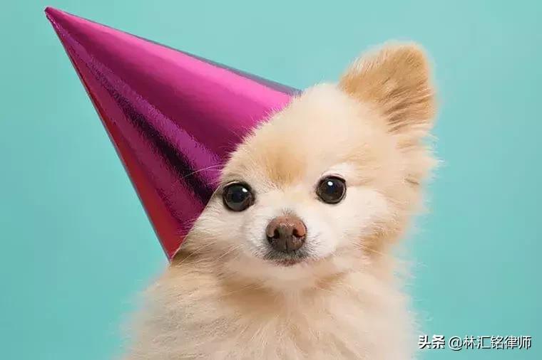 动物饲养人承担无过错责任,养宠物需要规避什么