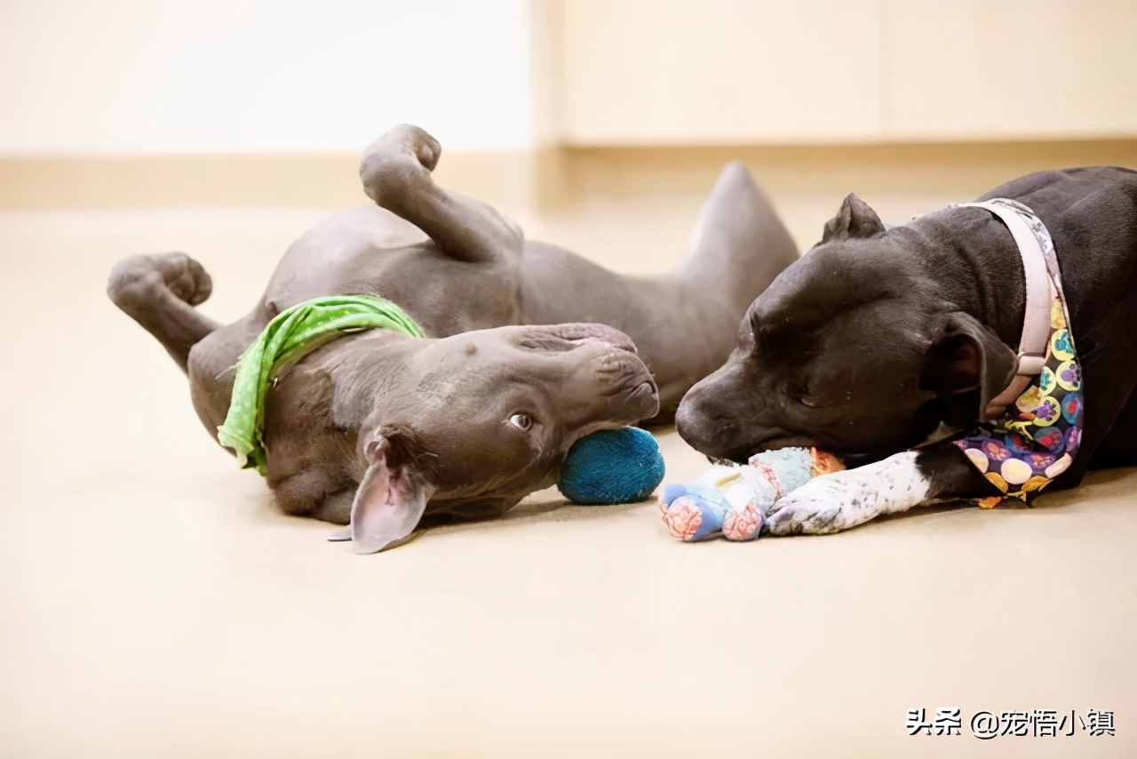 不同品种的狗狗可以交流吗,不同品种的狗狗可以在一起相处吗