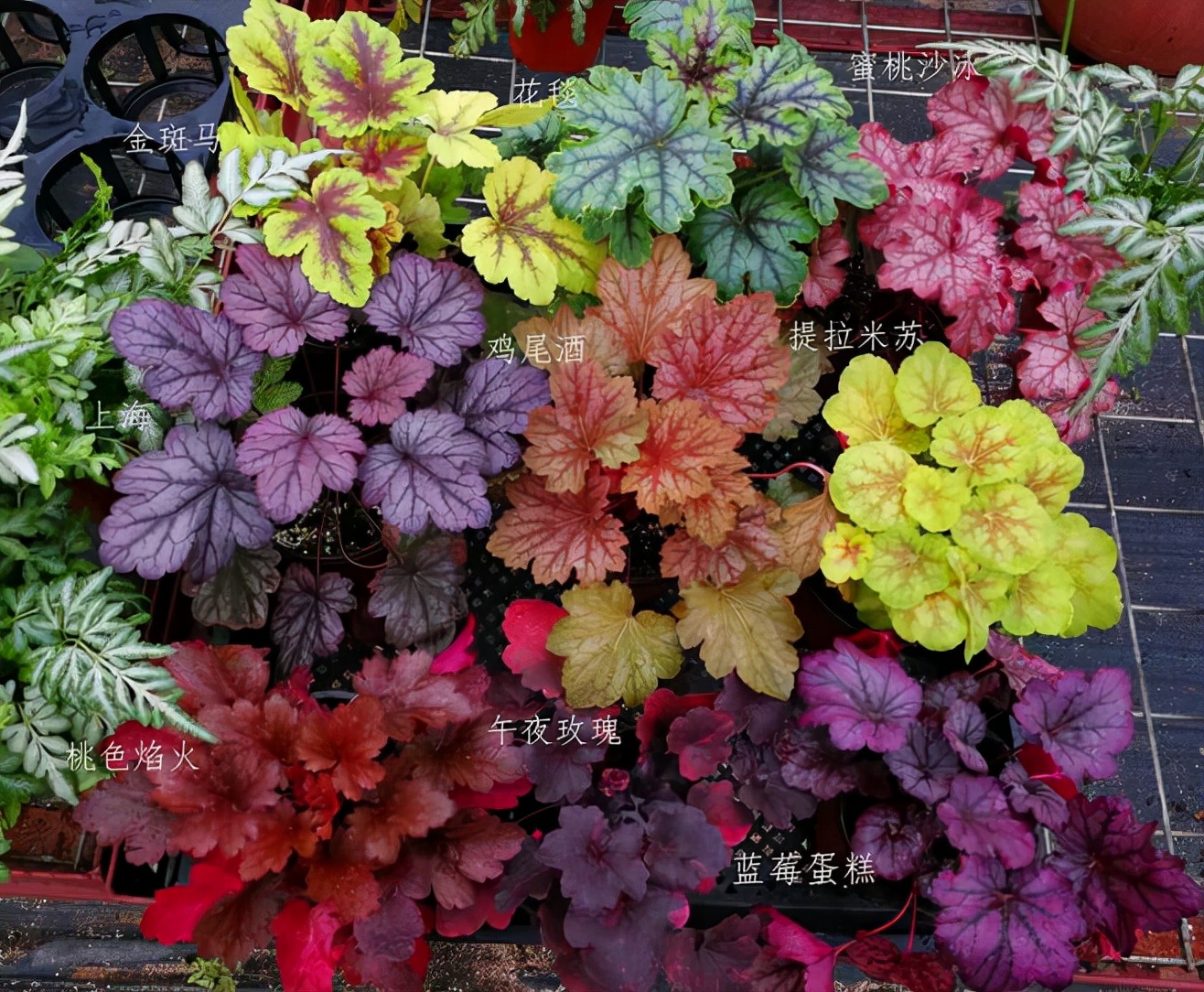 这8种花你不要乱浇水,新手种花品种推荐