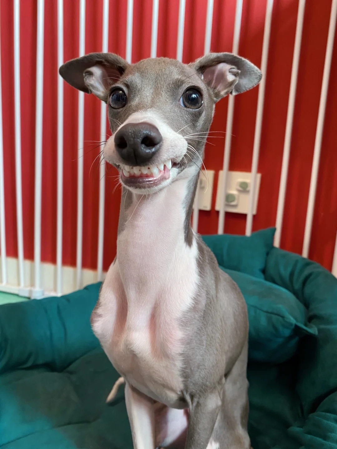 灵缇犬纯种有什么特征,灵缇高级猎犬需要会什么技能