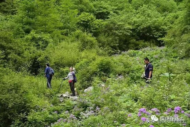 探秘汉中,汉中一村子窜入野生羚牛