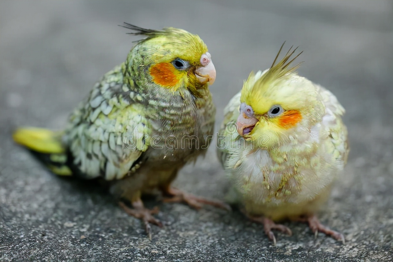 八哥鸟拉稀可以吃阿莫西林吗,八哥鸟拉稀怎么办但是很活泼