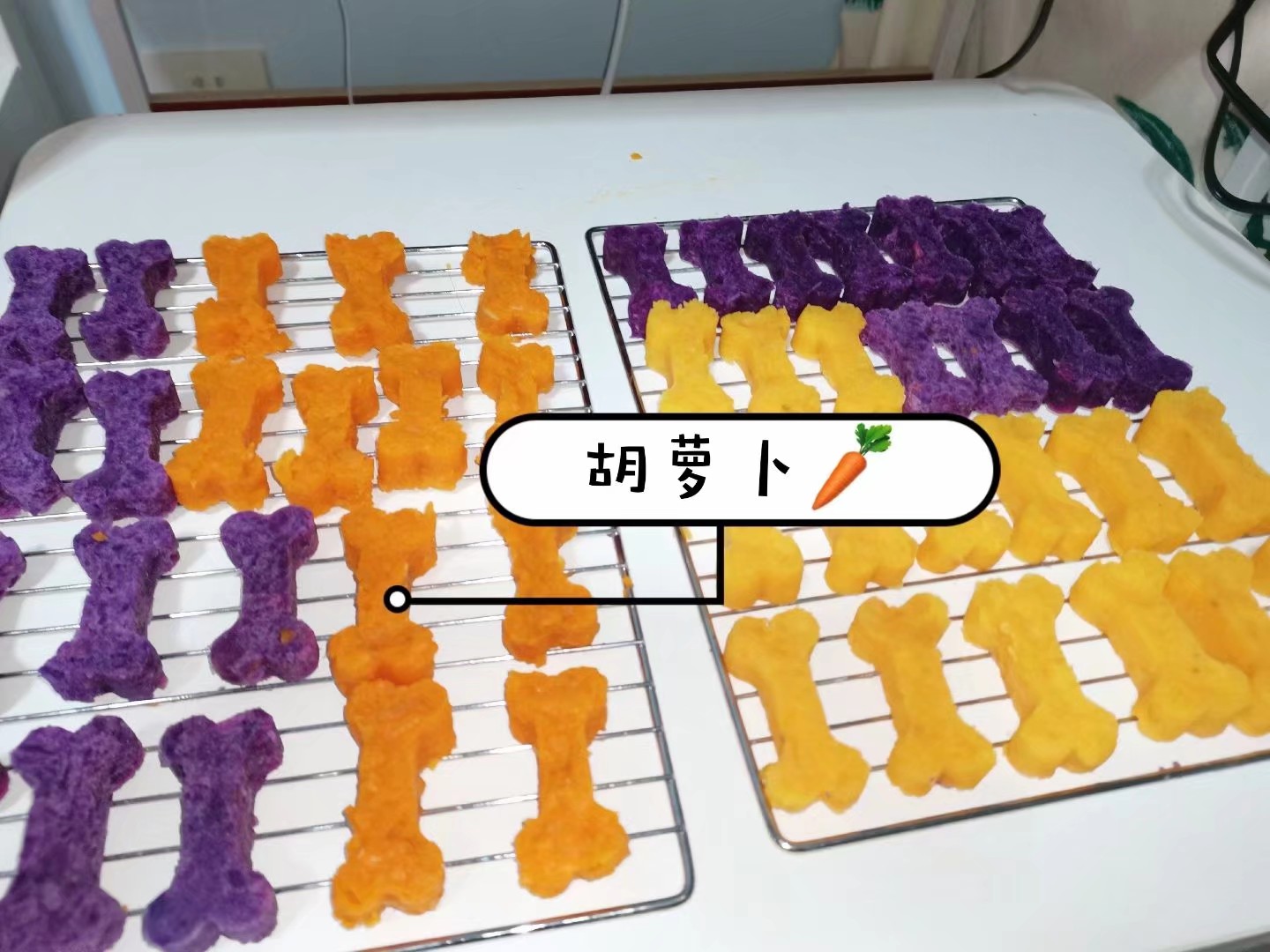 新手养宠必备知识点,新手养甲攻略