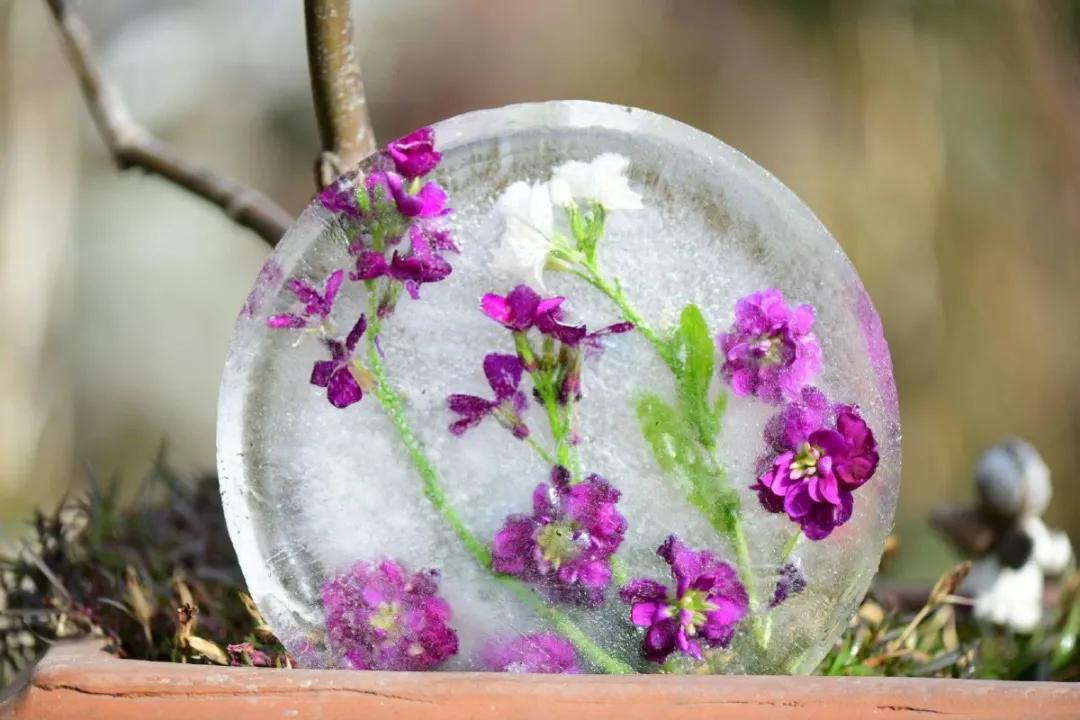 寒潮来袭，你的阳台也能开出这样的“水晶花”