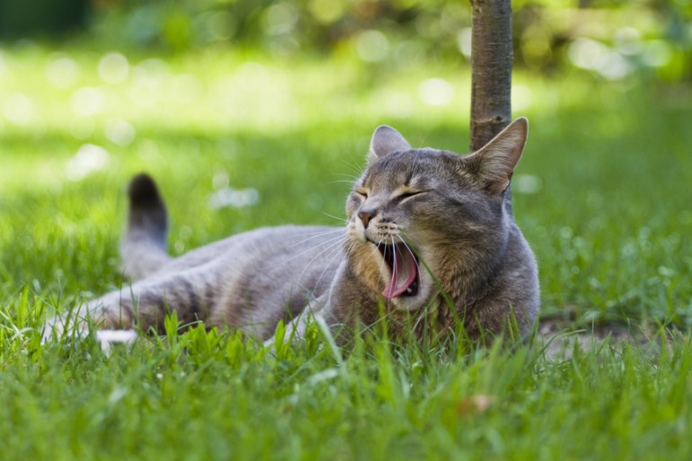 猫咪尿液很臭是怎么回事,猫咪的尿最近变得很臭