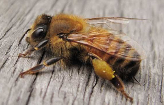 彻底消灭蜂农养的蜜蜂最简单方法,蜜蜂常见病害及防治方法