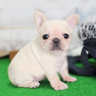 便宜又适合懒人养的小众宠物,单身男士上班族适合养什么宠物