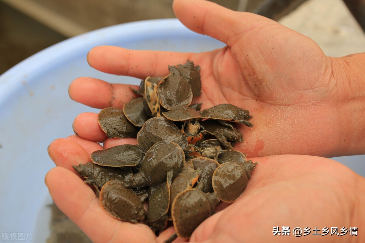 最简单的甲鱼养植方案,养甲鱼的绝密配方