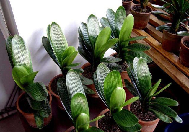 君子兰种子播种怎么播,君子兰播种后几天可以出苗