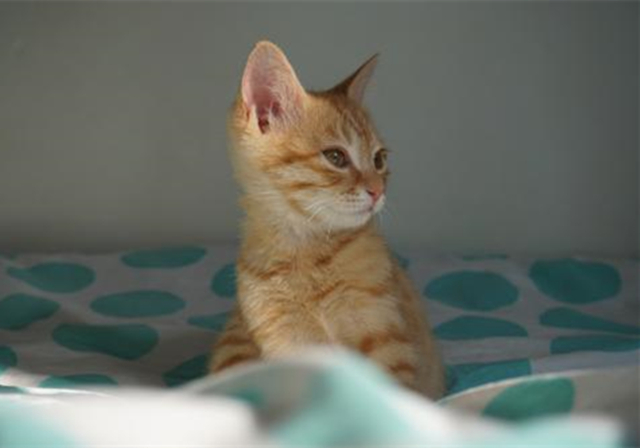 新生乳猫喂养,小奶猫该怎么养需要注意哪些事项