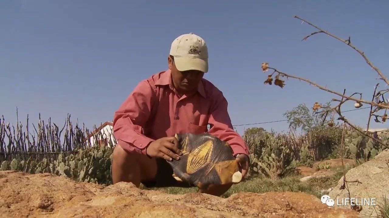 龟中“考拉”，请别让我们的孩子在博物馆见到它们...
