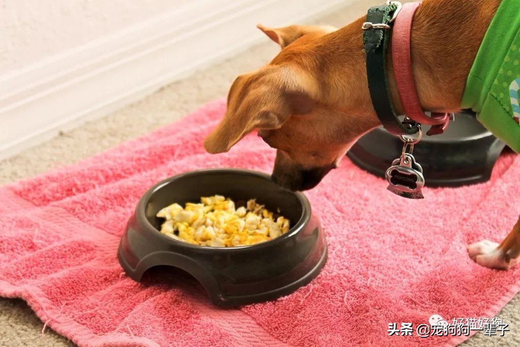 狗狗吃猫粮有什么危害,狗狗吃猫粮有什么危害吗