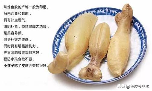 鱼胶知识书籍,鱼胶的知识抖音视频