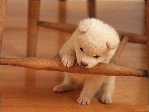 狗狗缺钙怎么办如何帮助狗狗补钙,狗狗缺钙吃什么补钙最快