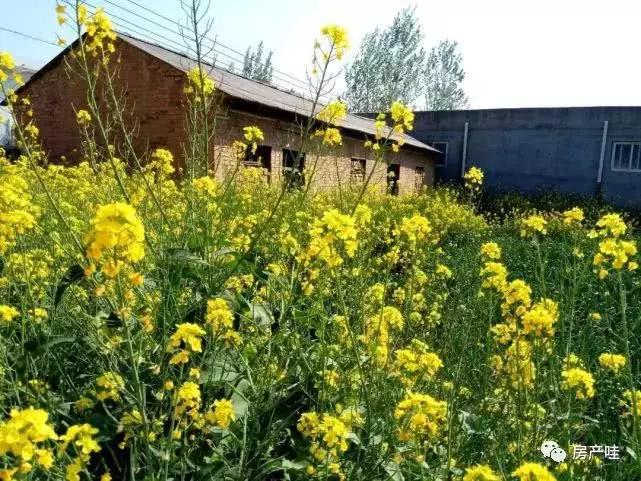 农村宅基地是否可以继承,现在的宅基地能继承吗农村