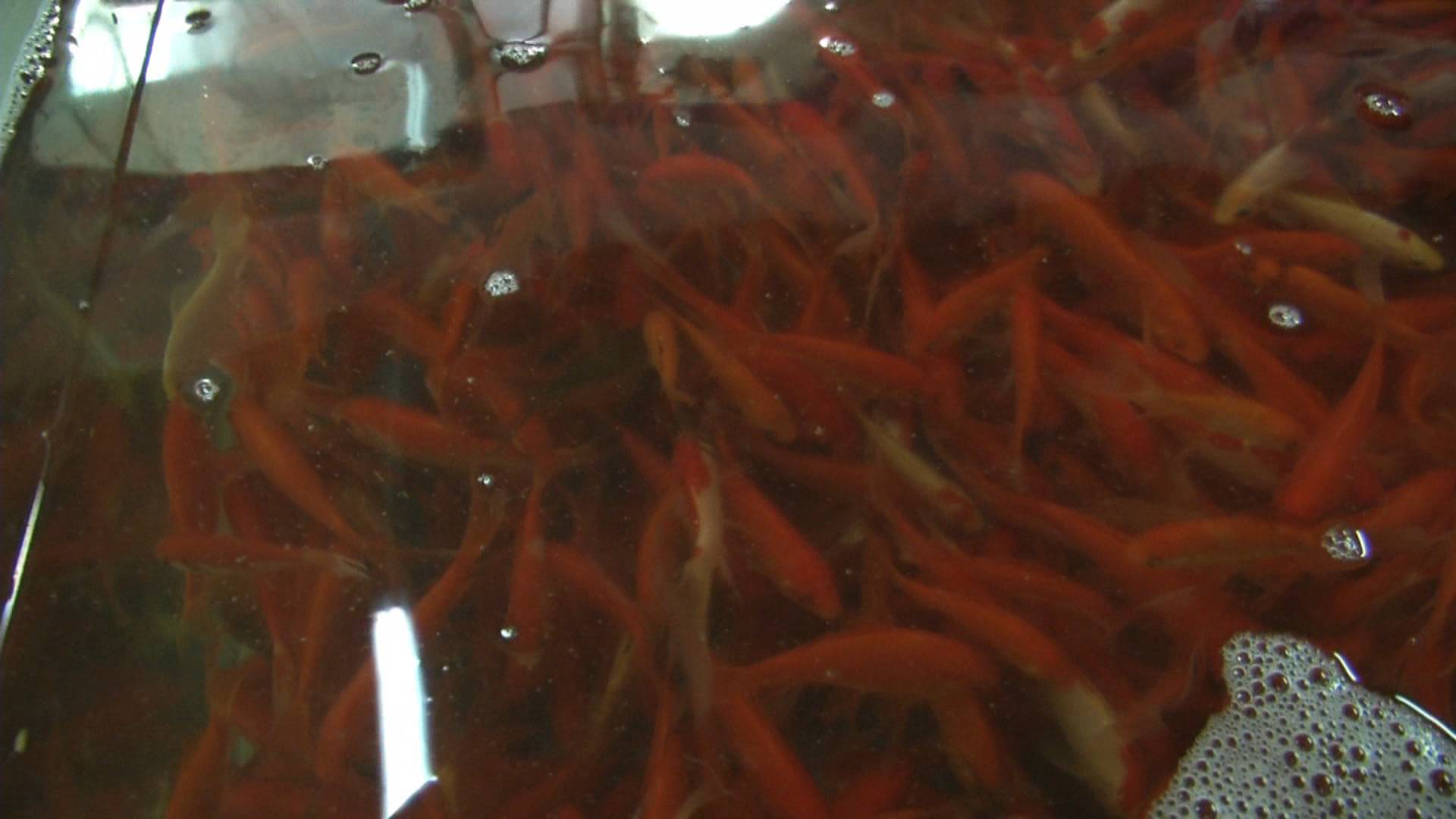 一条小鱼大概能卖多少钱,一条小鱼大约多少钱