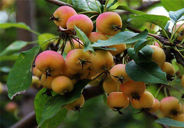 海棠果的栽培方法,海棠果熟了硕果累累