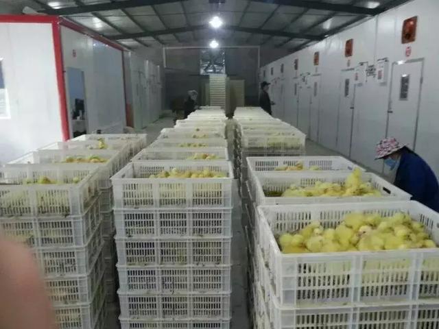 农家自繁自养本地土鸡简介,农村自孵自养纯土鸡